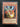 Yugioh Droll & Lock Bird  STBL-EN082 Rare 1st Edition VLP