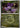 Pokemon Noibat 156/217 Ascended Heroes Energy Reverse Holo NM