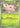 Pokemon Cascoon 014/217 Ascended Heroes Non Holo NM