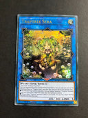 Yugioh Traptrix Sera MAMA-EN074 Ultra Rare 1st Edition NM