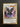 Yugioh Blackwing - Nothung the Starlight PGL2-EN013 Premium Gold Rare 1st VLP/NM